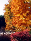 Fall 2003