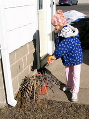 Watering the plant