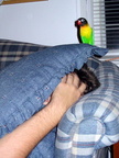 Misc