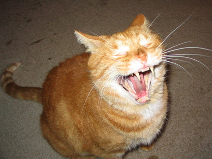 Fierce kitty